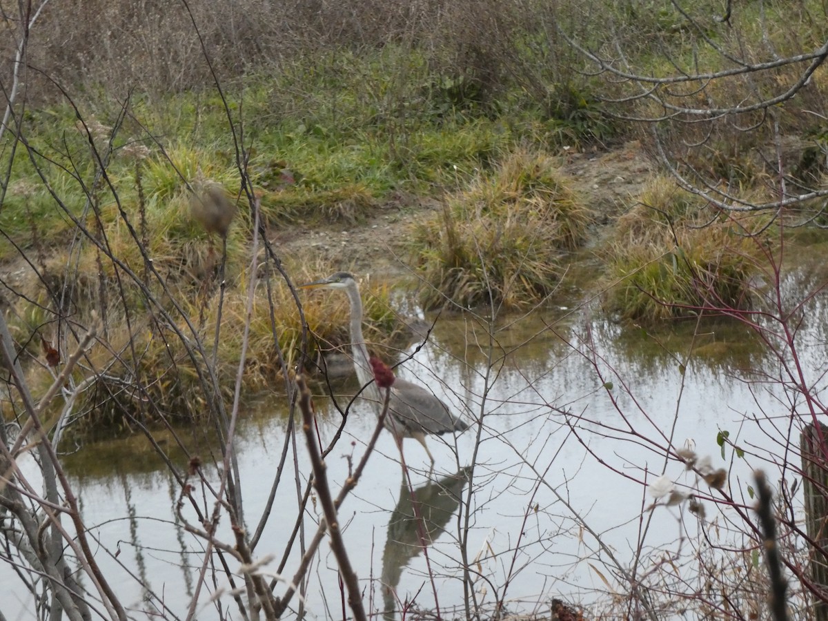 volavka velká - ML645954814