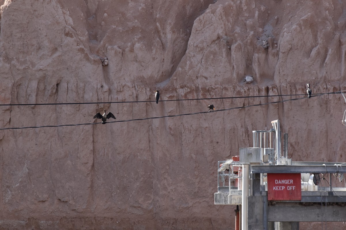 totoppskarv - ML645954815