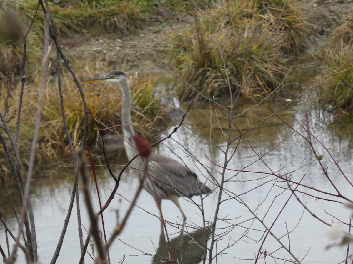 volavka velká - ML645954817