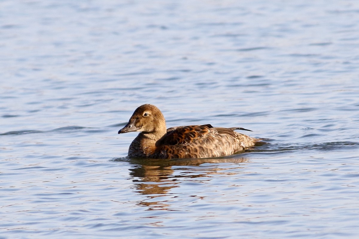 King Eider - ML645954818
