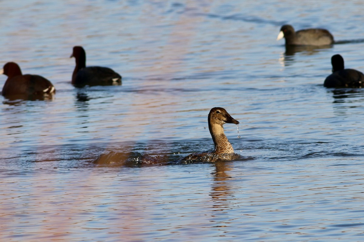 King Eider - ML645954820