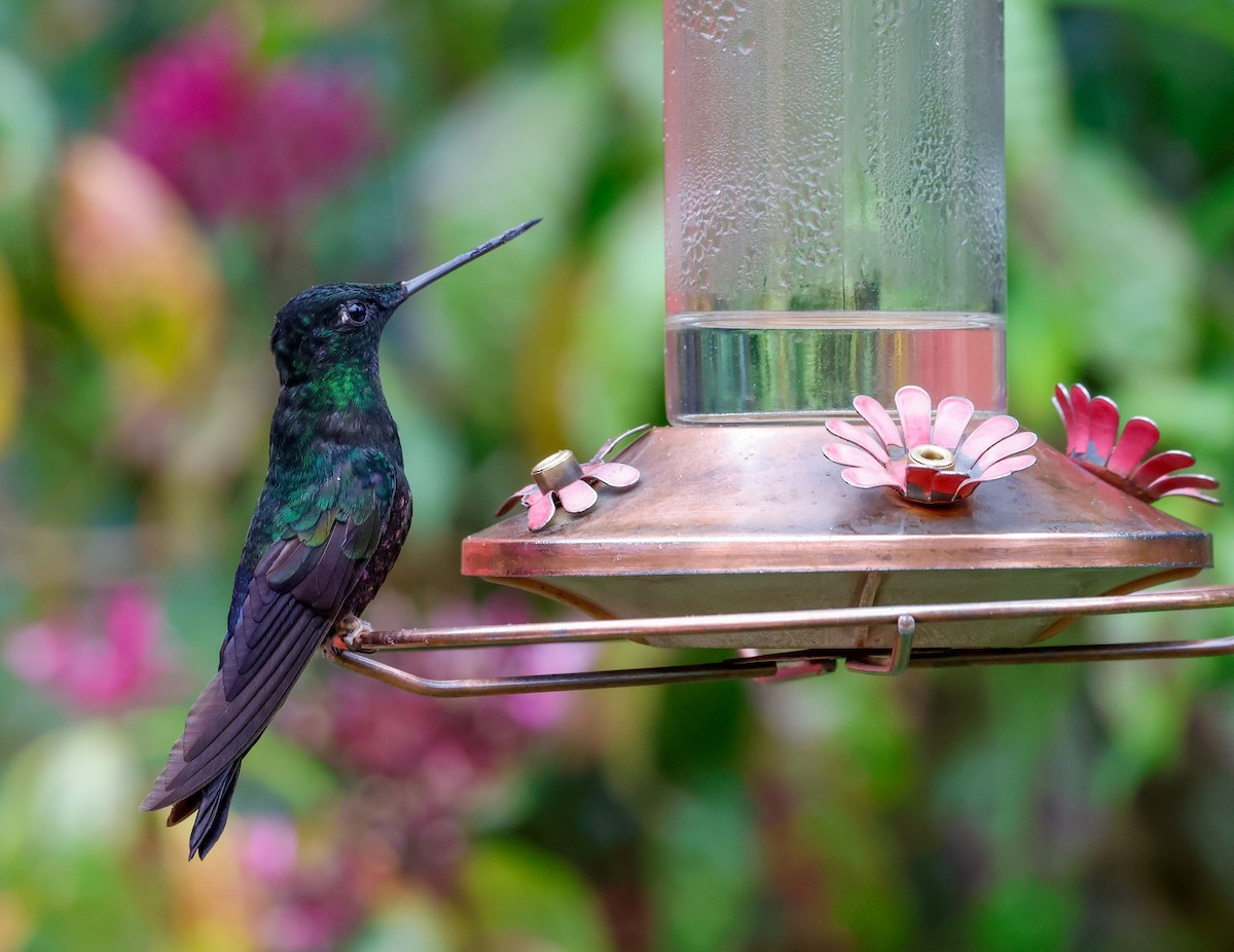 ゴシキインカハチドリ - ML645954821