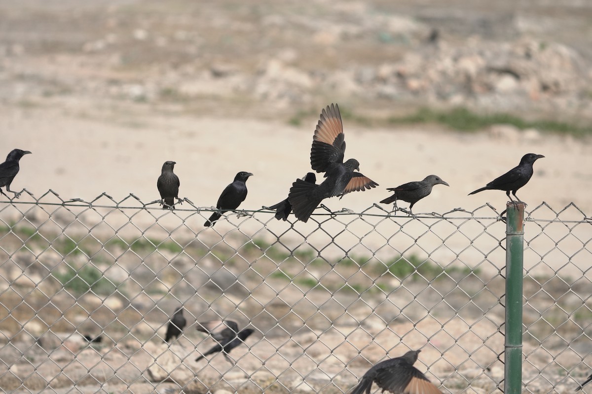 アラビアテリムク - ML645954823