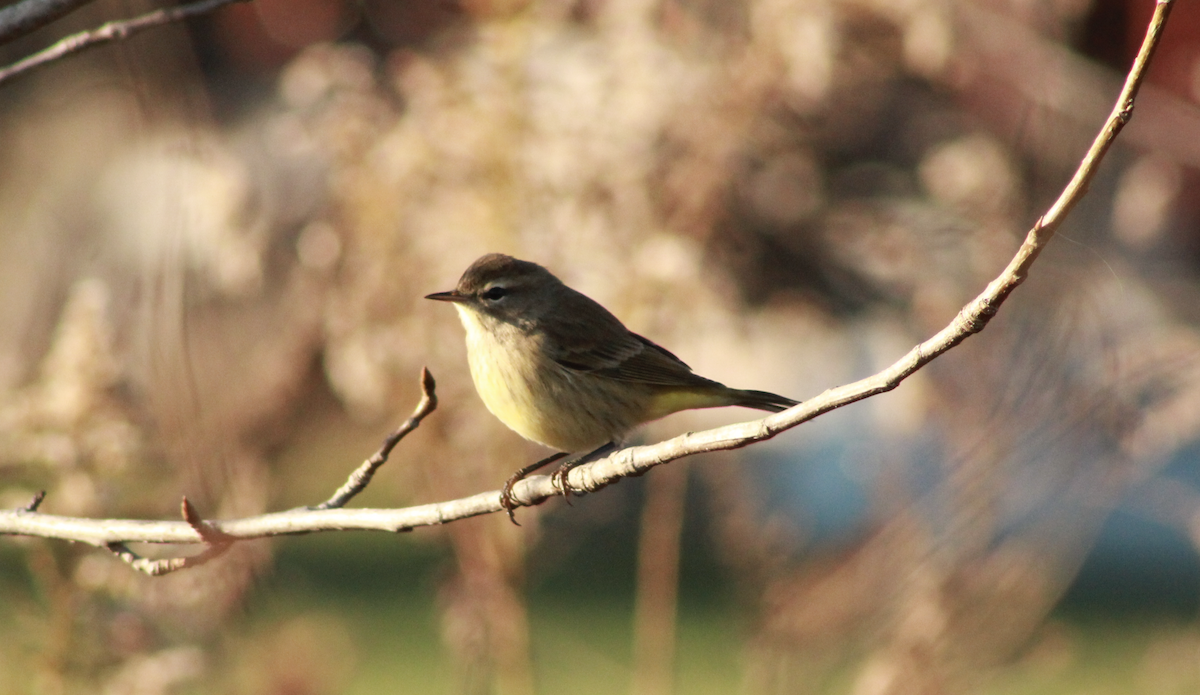 Palm Warbler - ML645954833