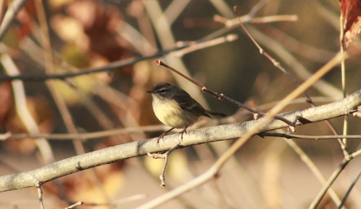 Palm Warbler - ML645954834