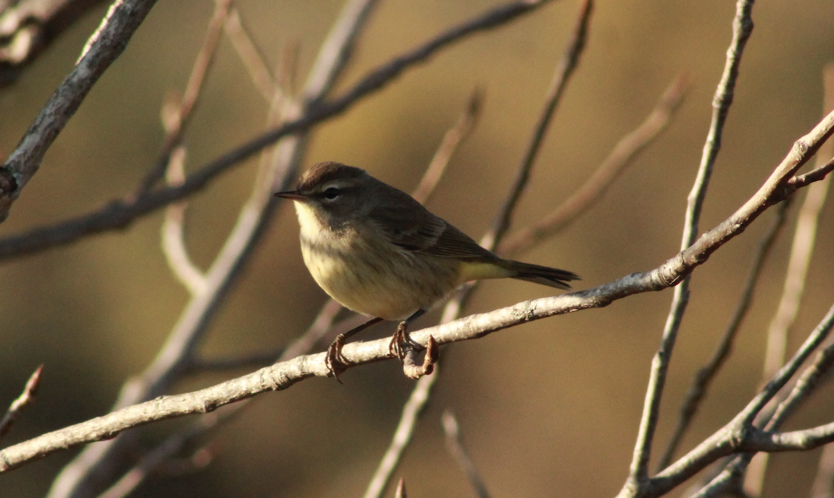Palm Warbler - ML645954835