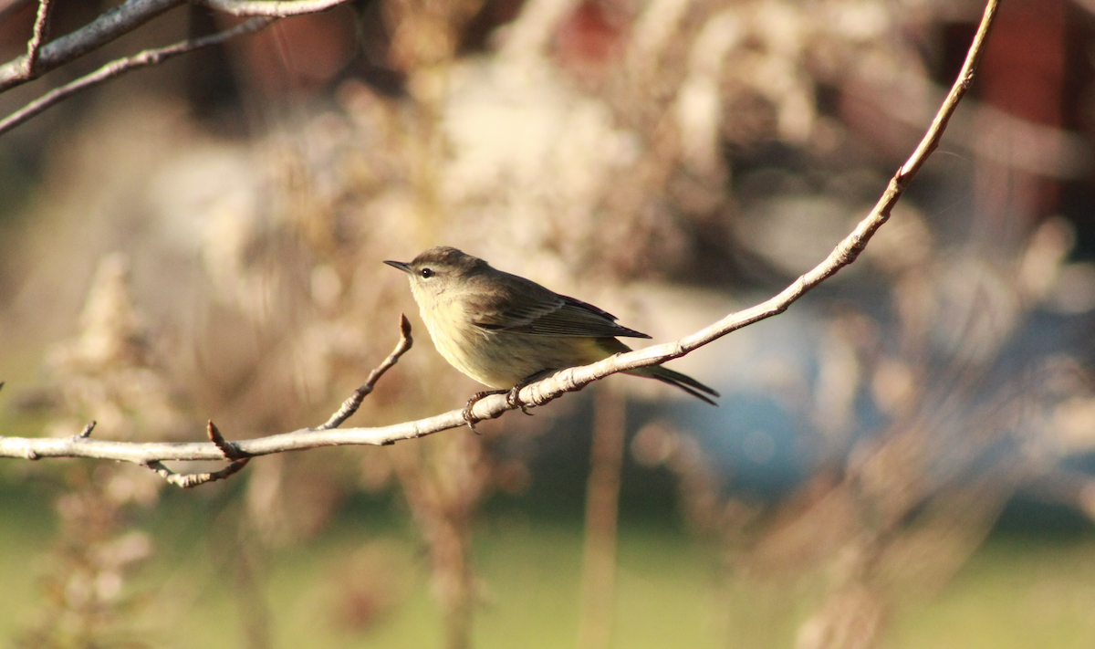 Palm Warbler - ML645954836