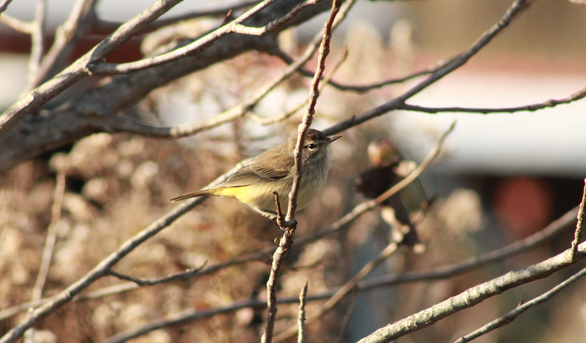 Palm Warbler - ML645954837