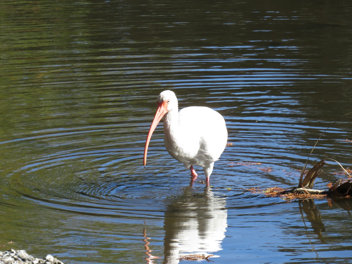 White Ibis - ML645954843