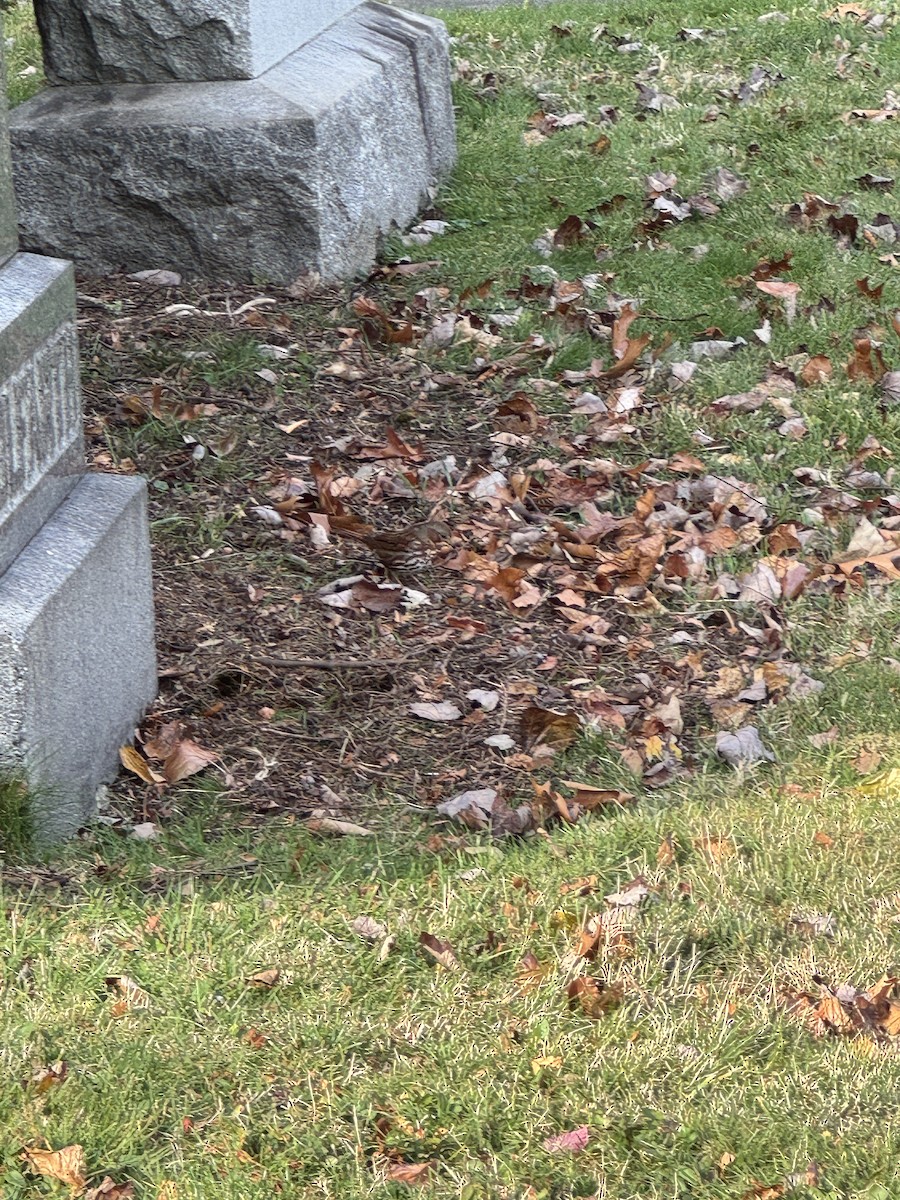 Fox Sparrow (Red) - ML645954848