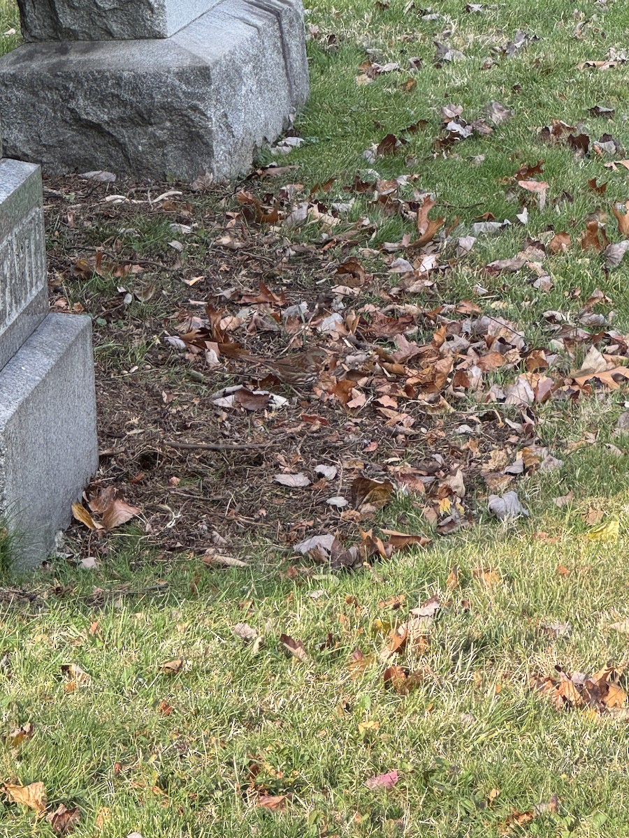 Fox Sparrow (Red) - ML645954849