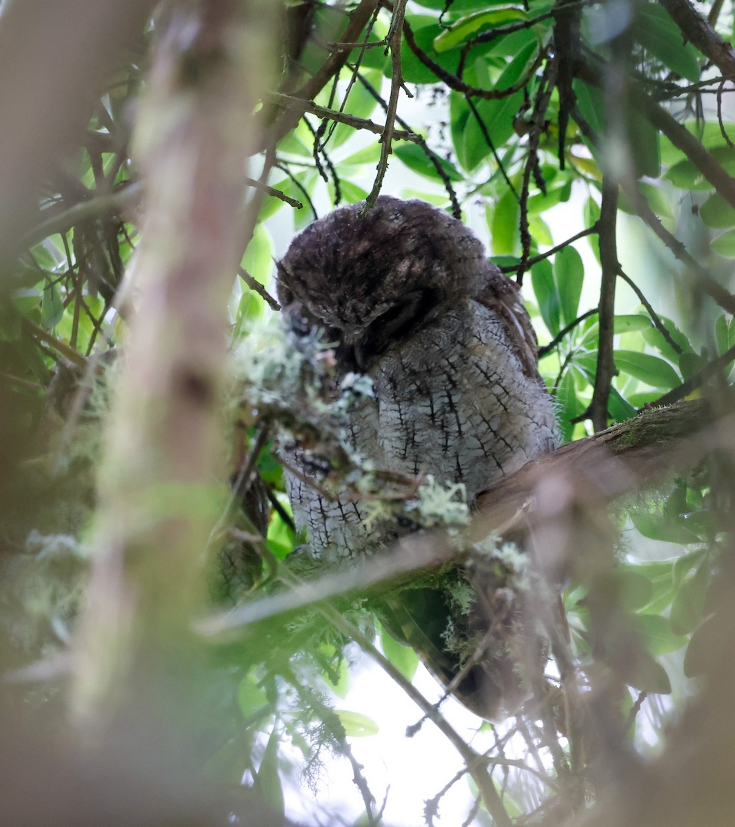 Tropical Screech-Owl - ML645954854