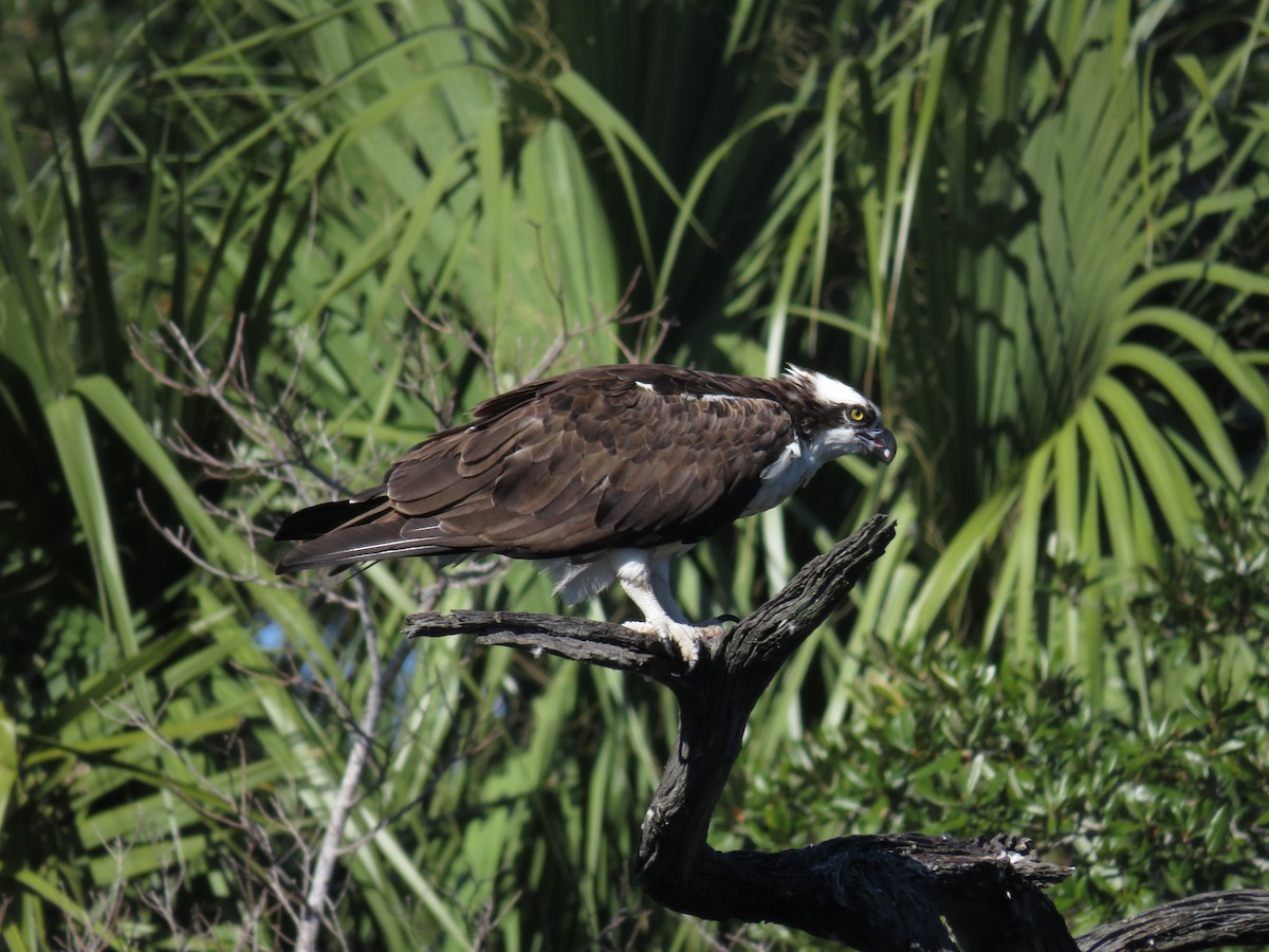Osprey - ML645954855