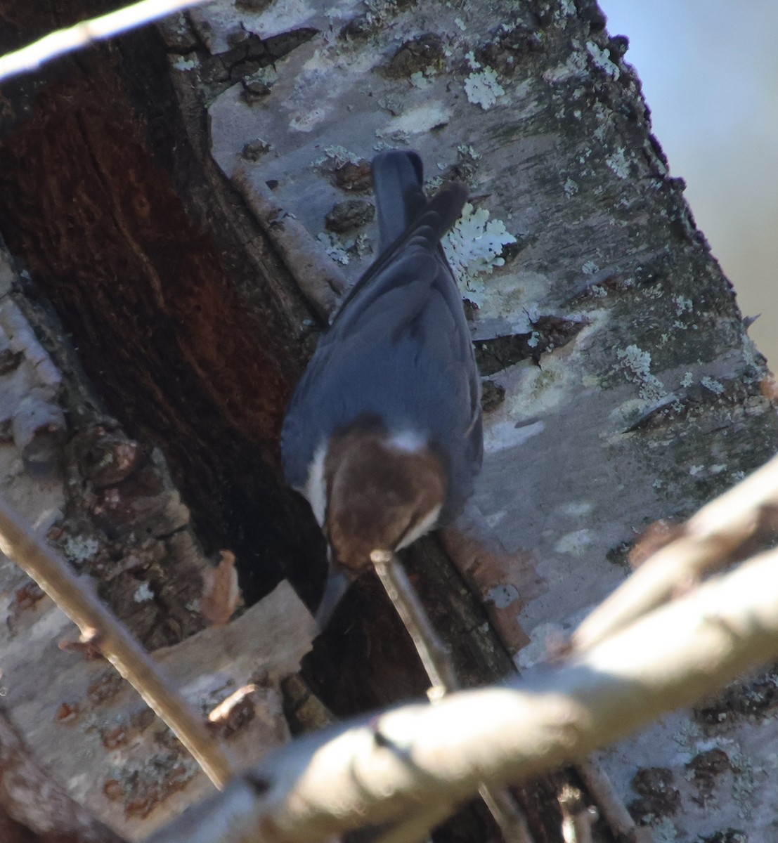 brhlík hnědohlavý - ML645954858