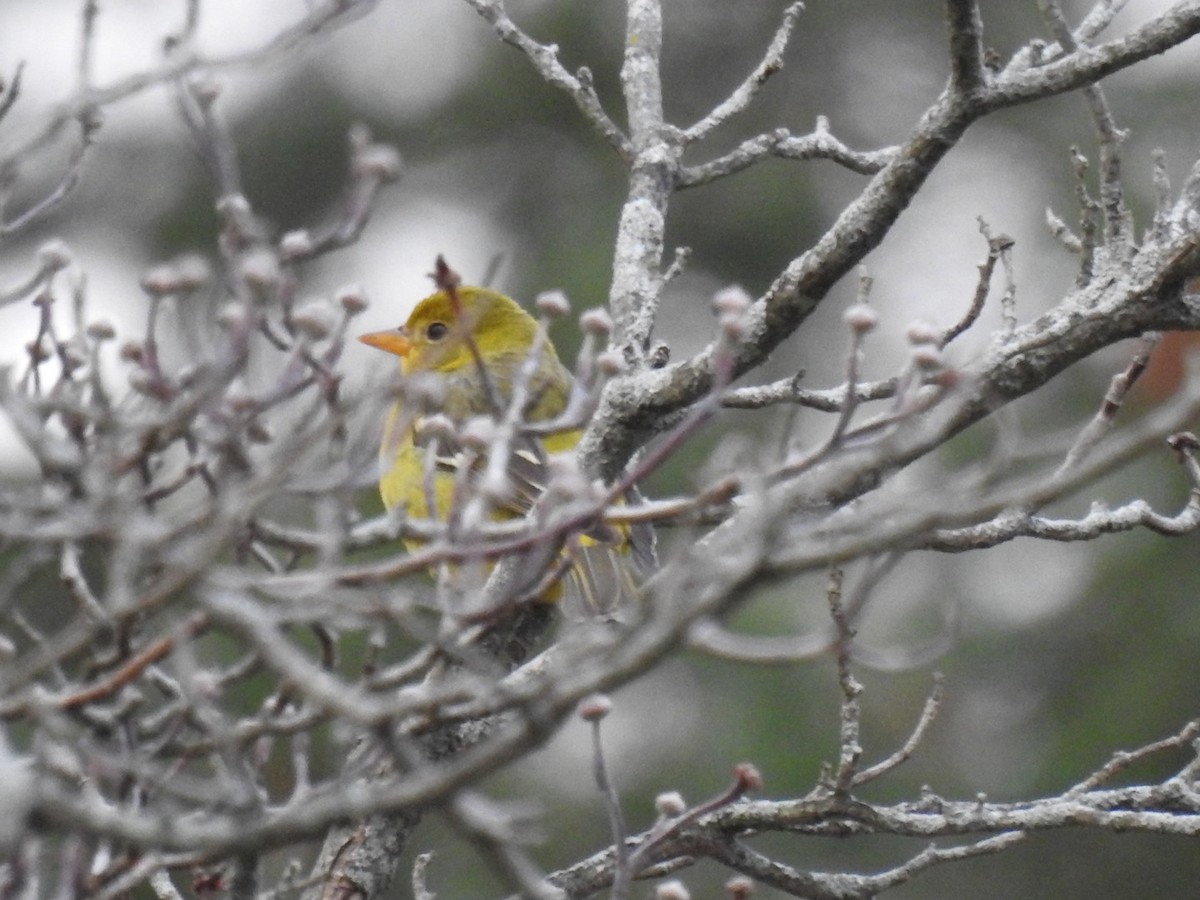Western Tanager - ML645954859