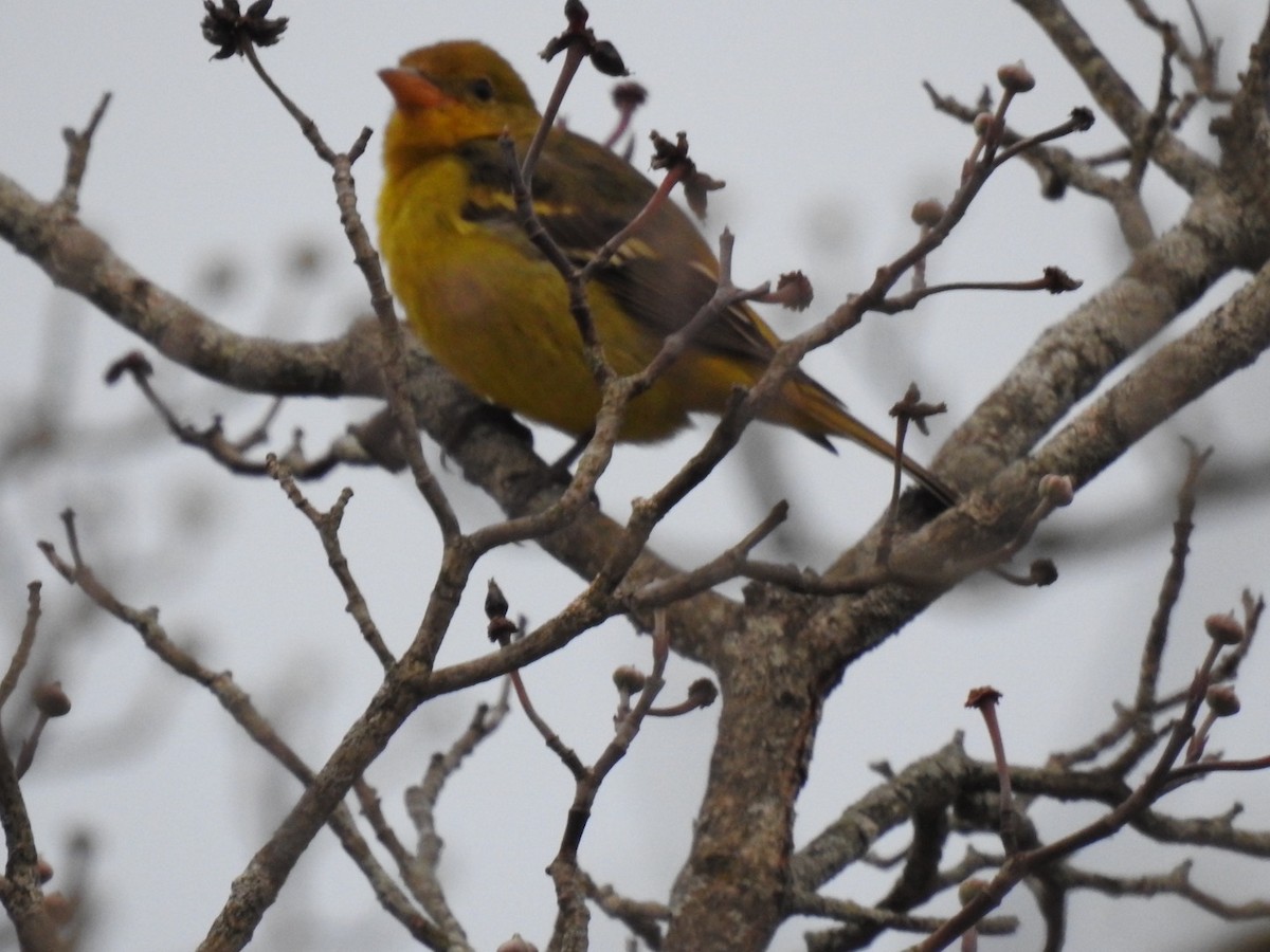 Western Tanager - ML645954860