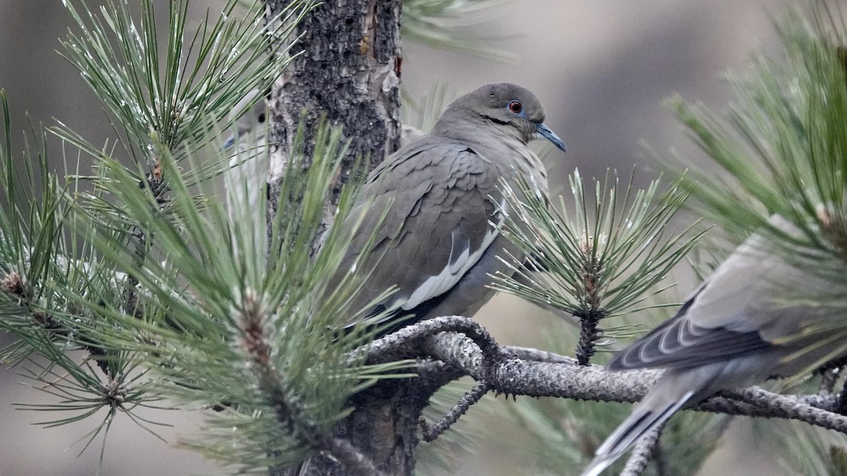 White-winged Dove - ML645954867