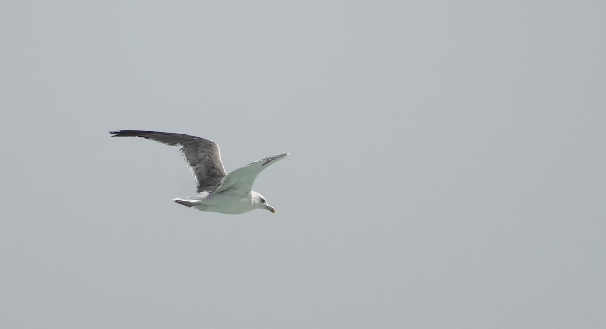 Zafferano - ML645954870