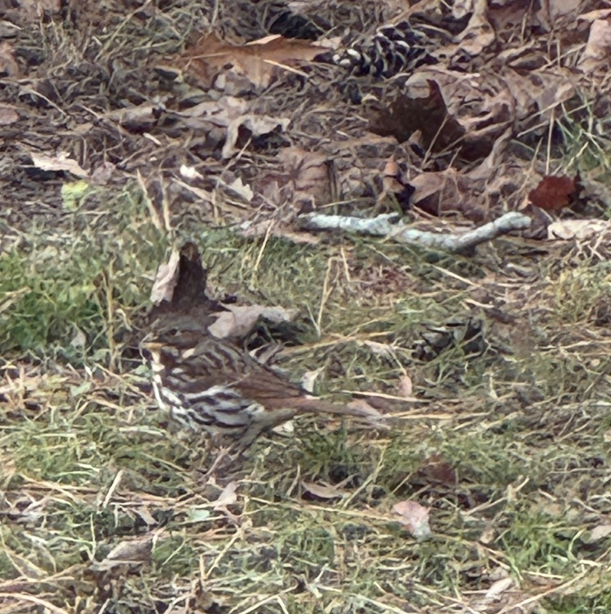 Fox Sparrow (Red) - ML645954873