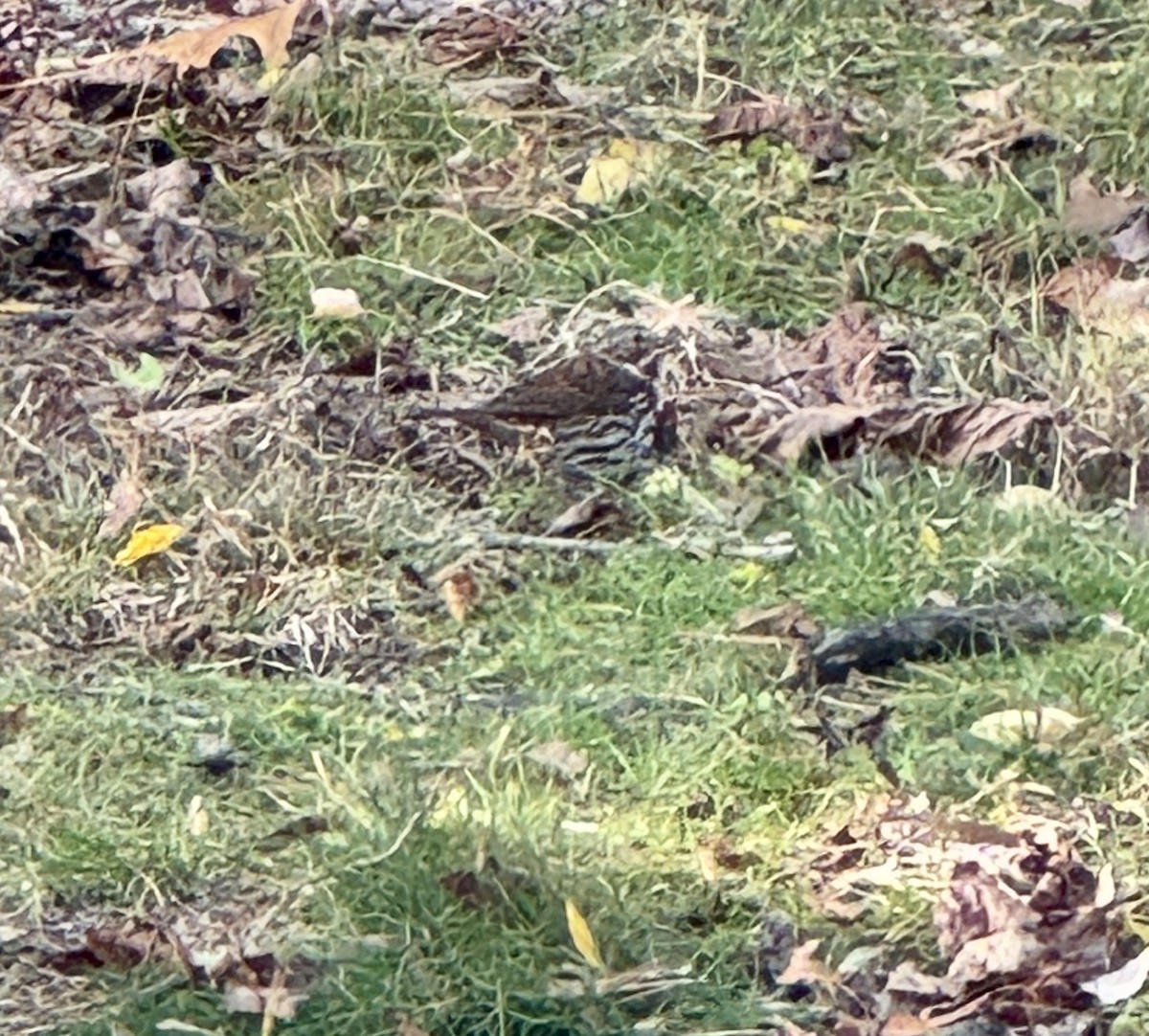 Fox Sparrow (Red) - ML645954874