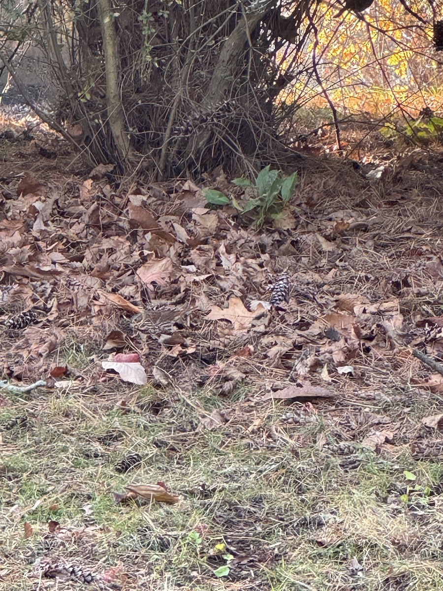 Fox Sparrow (Red) - ML645954875