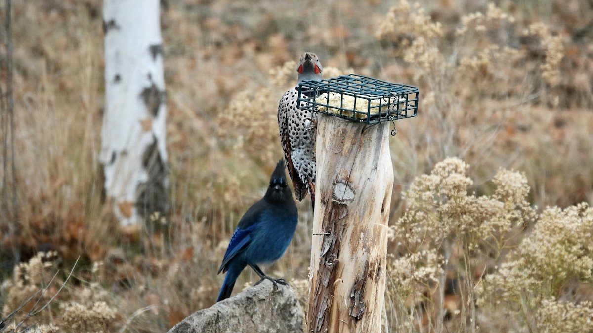 Steller's Jay - ML645954879