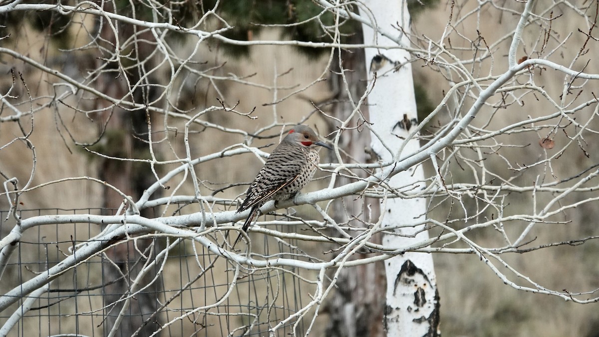 Northern Flicker (Yellow-shafted x Red-shafted) - ML645954881