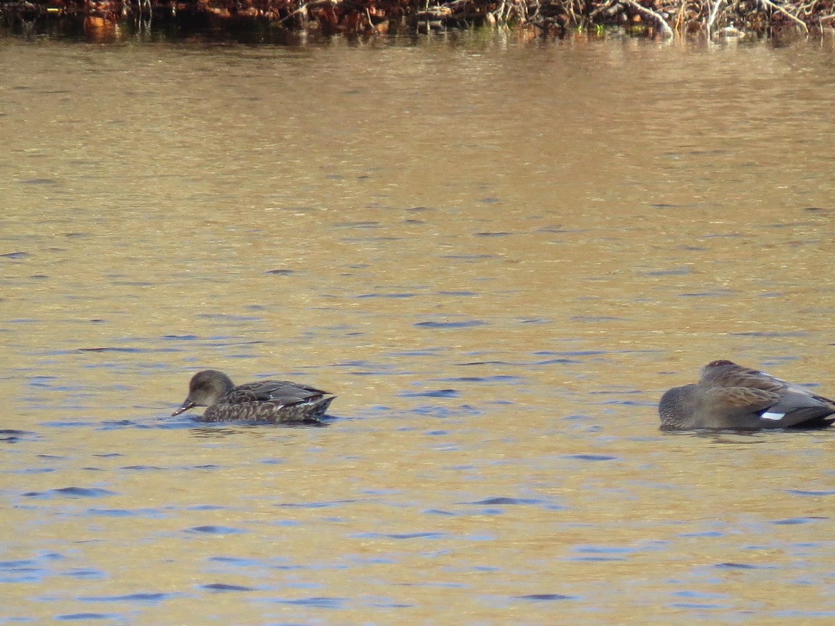 kopřivka obecná - ML645954886