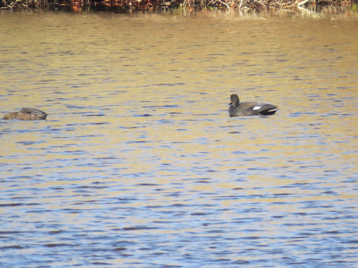 kopřivka obecná - ML645954892