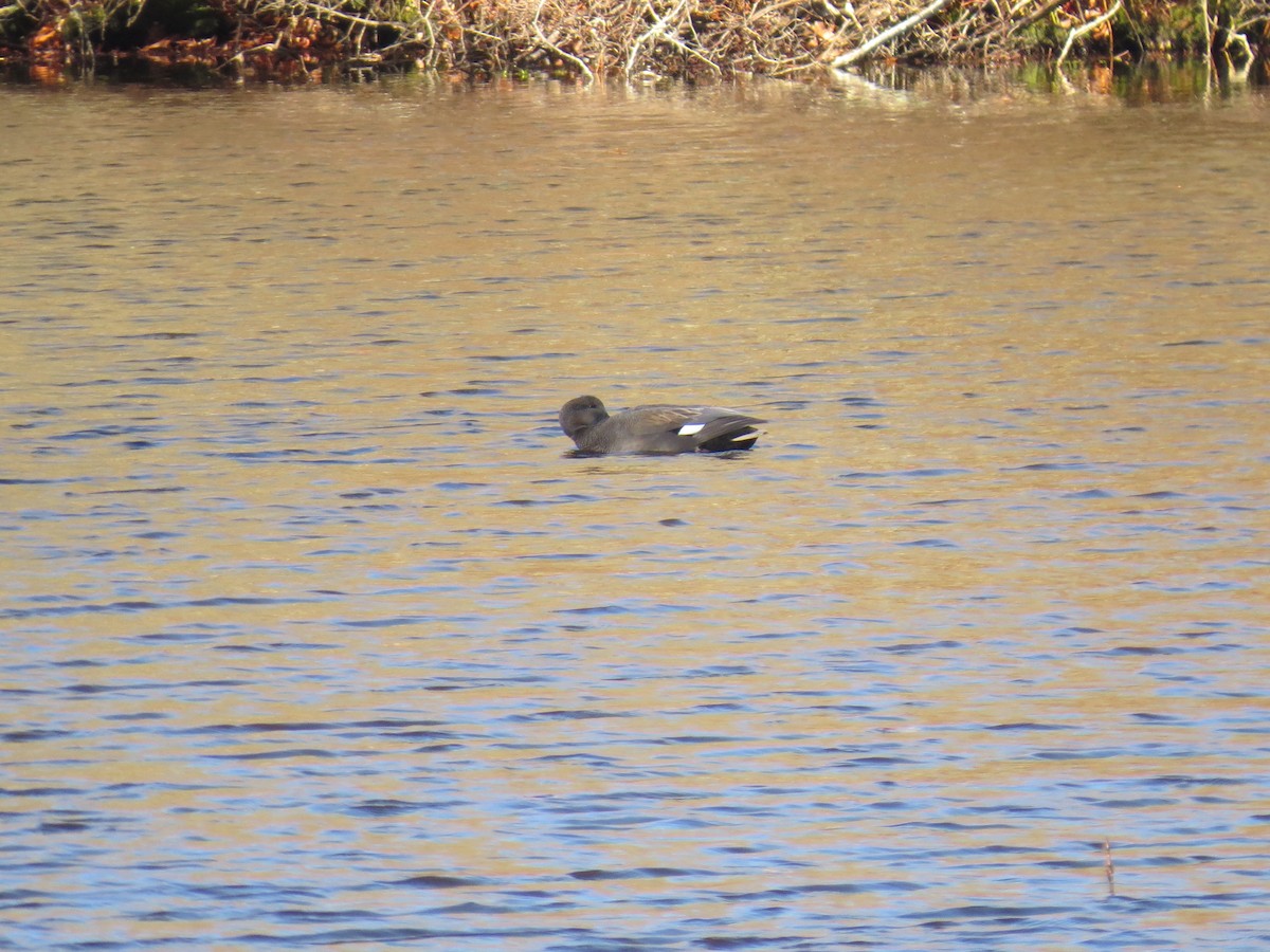 kopřivka obecná - ML645954893