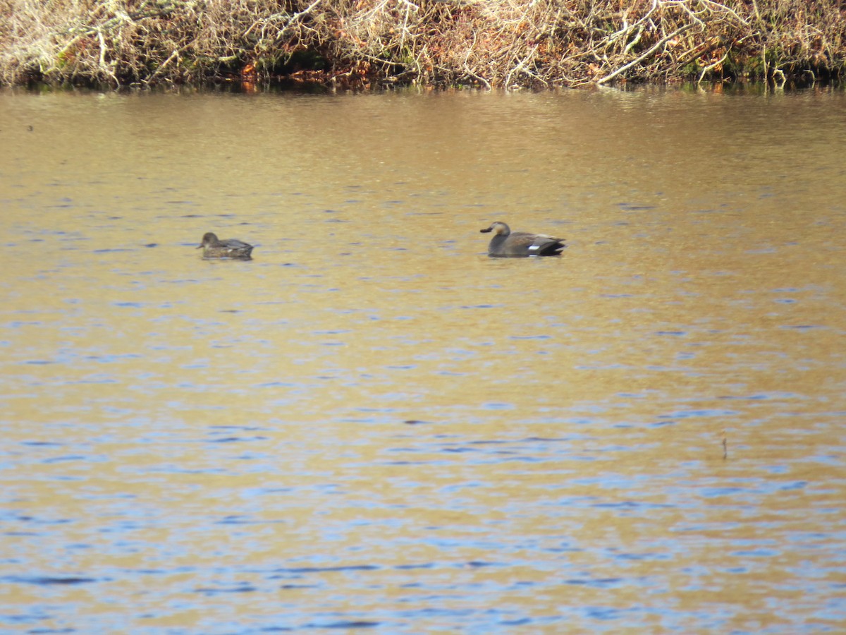 kopřivka obecná - ML645954894