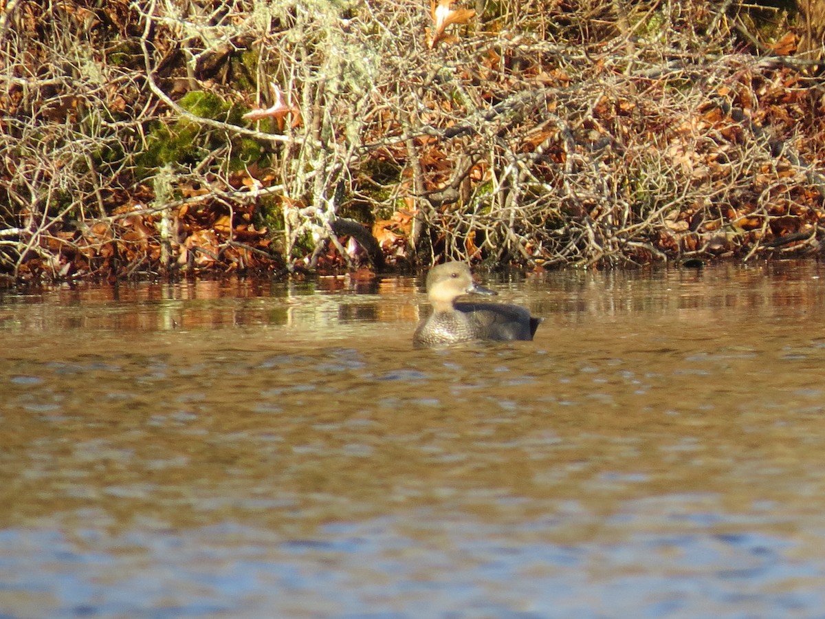 kopřivka obecná - ML645954895