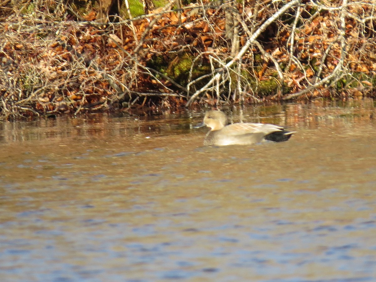kopřivka obecná - ML645954896