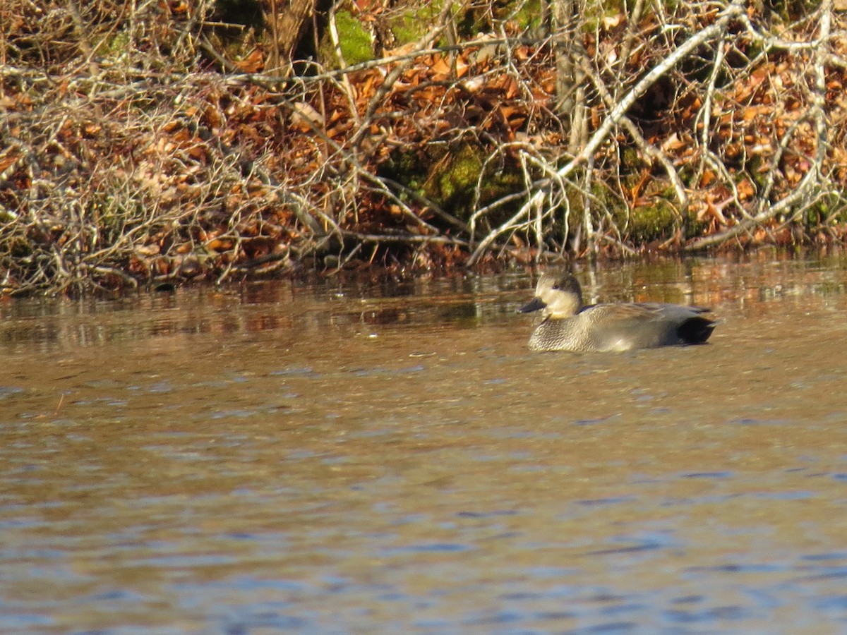 kopřivka obecná - ML645954897
