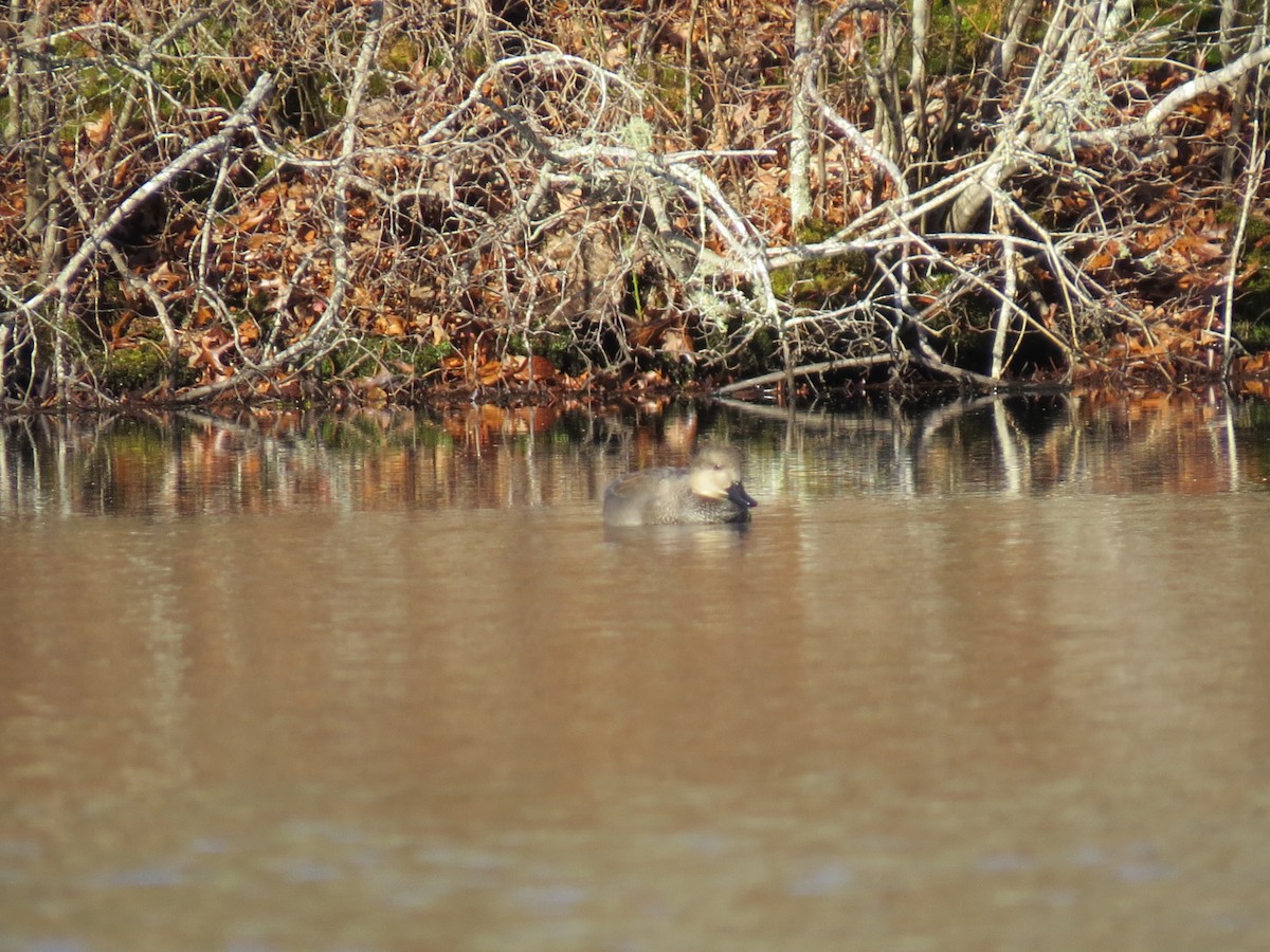 kopřivka obecná - ML645954898