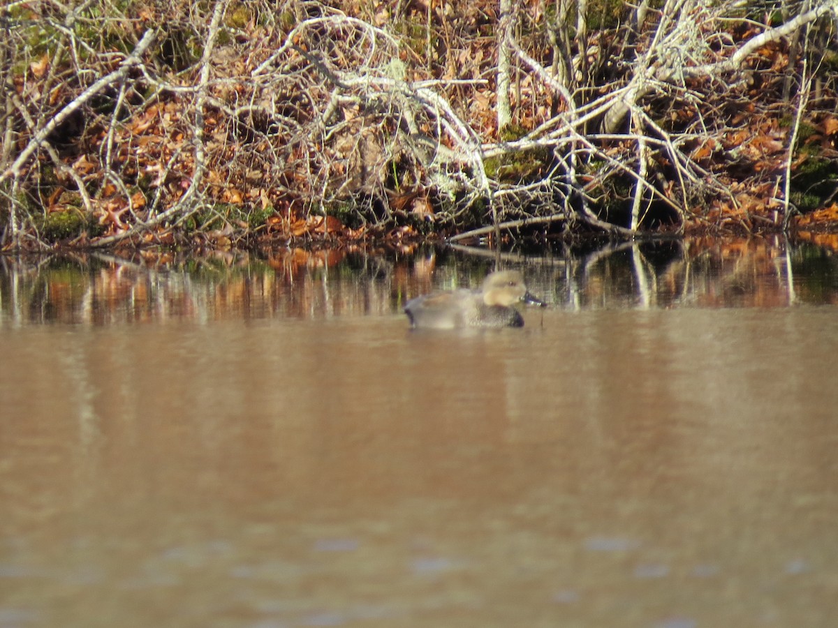 kopřivka obecná - ML645954900