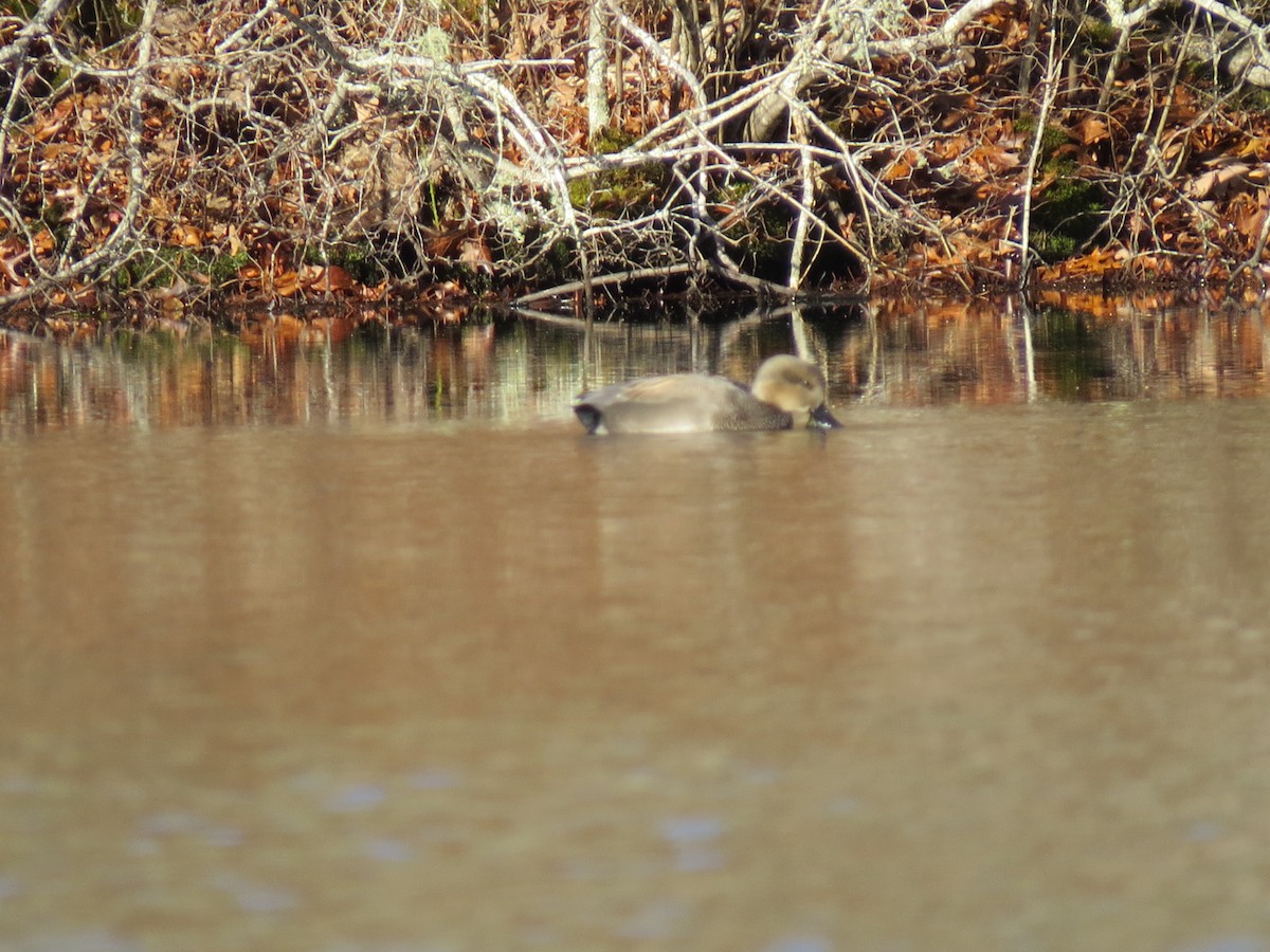 kopřivka obecná - ML645954901