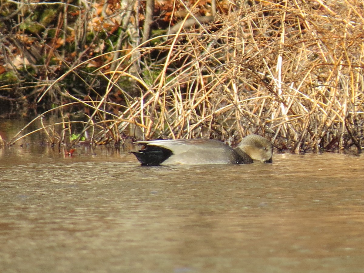 kopřivka obecná - ML645954902