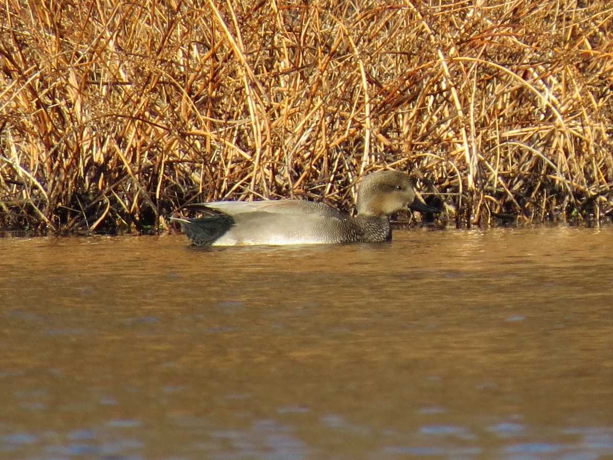 kopřivka obecná - ML645954903