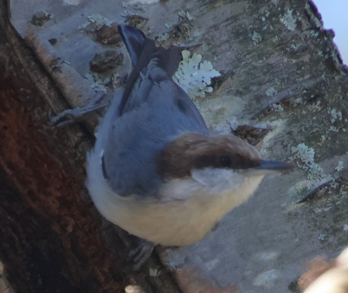 brhlík hnědohlavý - ML645954914