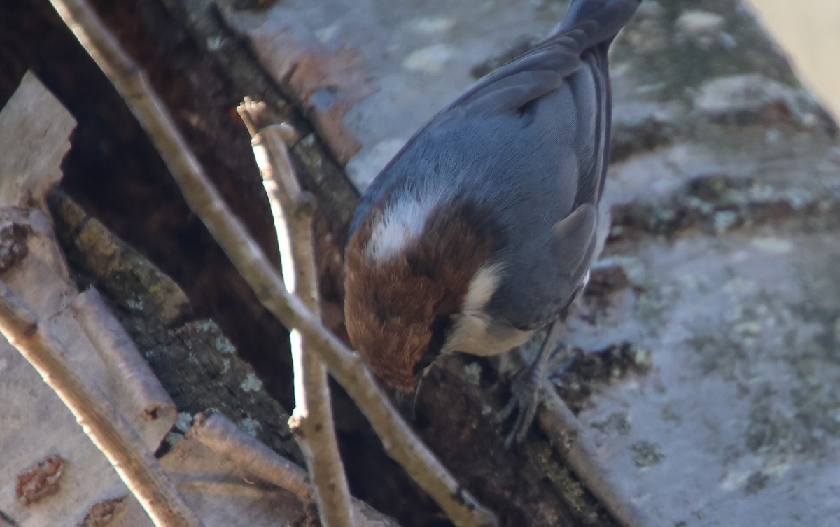 brhlík hnědohlavý - ML645954926