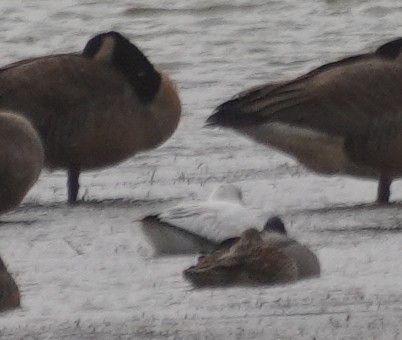 Ross's Goose - ML645954936