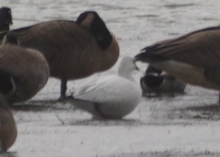 Ross's Goose - ML645954937