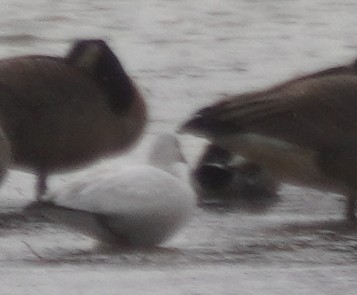 Ross's Goose - ML645954938