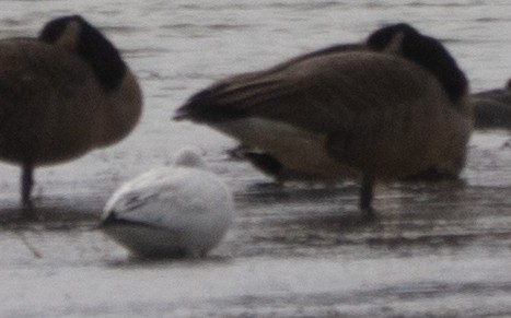 Ross's Goose - ML645954939