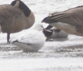 Ross's Goose - ML645954940