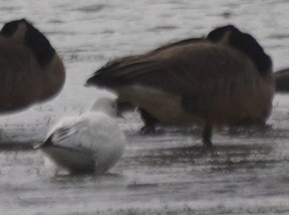 Ross's Goose - ML645954941