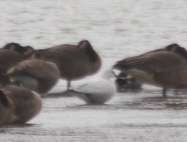 Ross's Goose - ML645954942