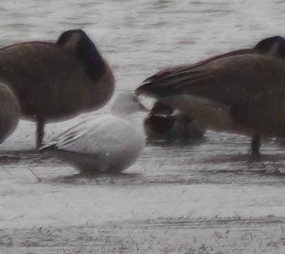 Ross's Goose - ML645954943