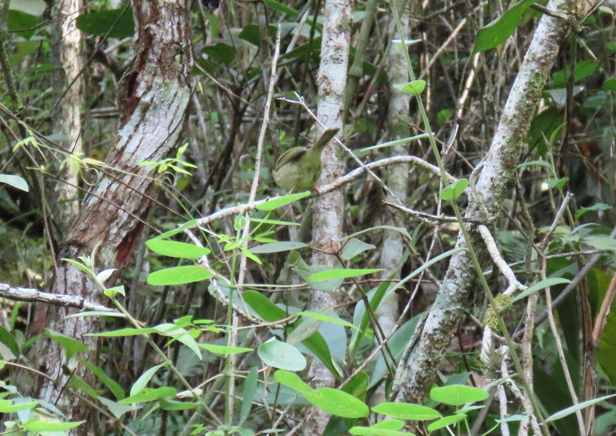 Three-striped Warbler - ML645954944